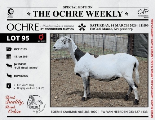 1 X MEATMASTER RECORDED TWIN PREGNANT EWE Ochre Meatmasters