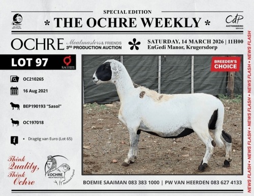 1 X MEATMASTER RECORDED PREGNANT EWE Ochre Meatmasters