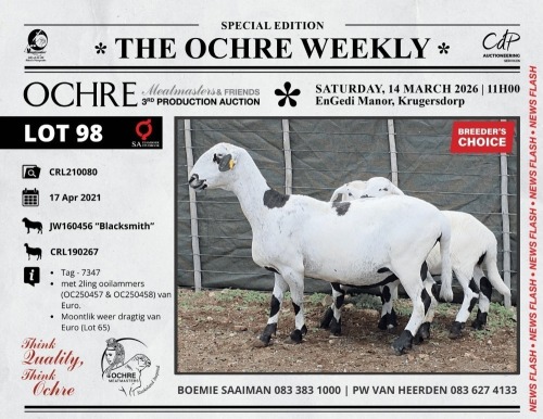 1+2 X MEATMASTER RECORDED EWE Ochre Meatmasters