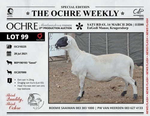 1 X MEATMASTER RECORDED PREGNANT EWE Ochre Meatmasters