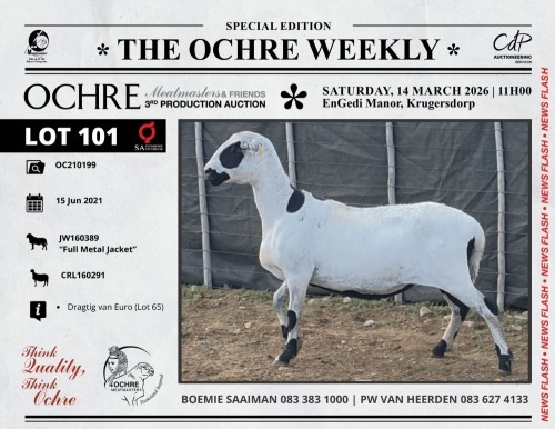 1 X MEATMASTER RECORDED PREGNANT EWE Ochre Meatmasters