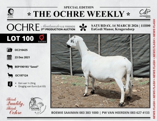 1 X MEATMASTER RECORDED PREGNANT EWE Ochre Meatmasters