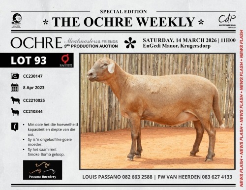 WITHDRAWN - 1 X MEATMASTER RECORDED PREGNANT EWE Passano Boerdery