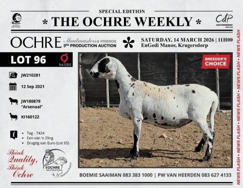 1 X MEATMASTER RECORDED PREGNANT EWE Ochre Meatmasters