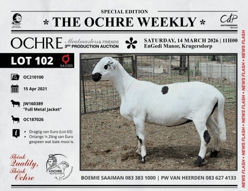 1 X MEATMASTER RECORDED TWIN PREGNANT EWE Ochre Meatmasters