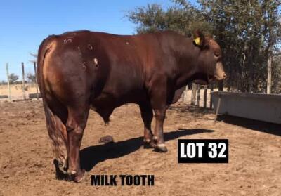 1 X BULL DRAUGHT/M 1958 VAT