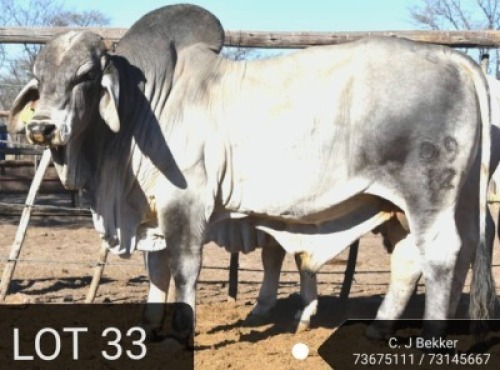 1 X BULL BRAH WHITE NO VAT