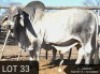 1 X BULL BRAH WHITE NO VAT