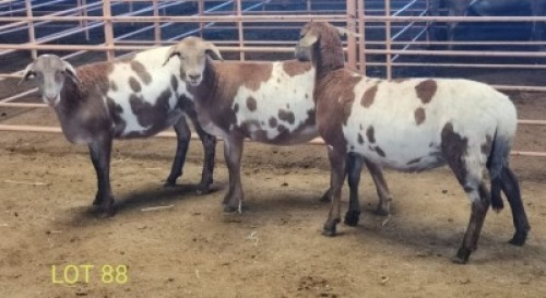 LOT 88 3X MEATMASTER OOI/EWE THERONJE MEATMASTERS (PER STUK OM LOT TE NEEM/PER PIECE TO TAKE THE LOT)