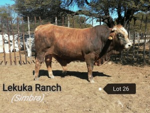 1 X BULL SIMBRA VAT