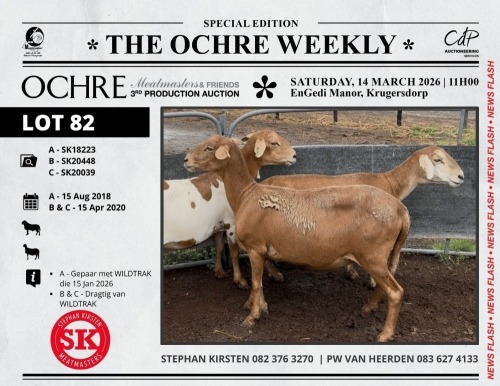 1 X MEATMASTER NOT RECORDED PREGNANT EWE Stephan Kirsten Meatmasters
