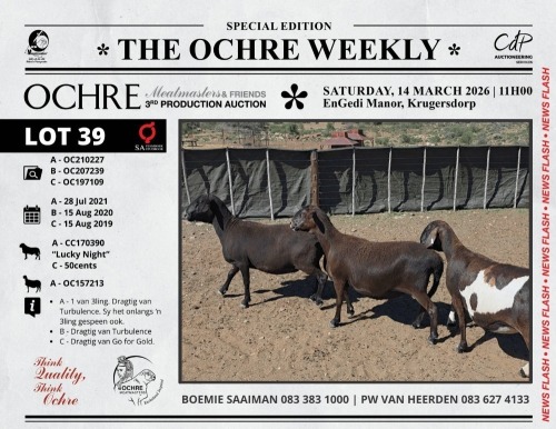1 X MEATMASTER RECORDED EWE Ochre Meatmasters