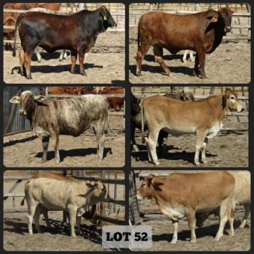 5 X HEIFER BRAH X VAT(Buy per piece to take the lot)