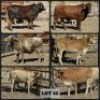 5 X HEIFER BRAH X VAT(Buy per piece to take the lot)