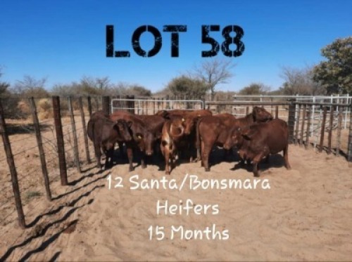 12 X HEIFER COMM VAT(Buy per piece to take the lot)