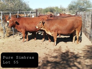 4 X HEIFER SIMBRA VAT(Buy per piece to take the lot)