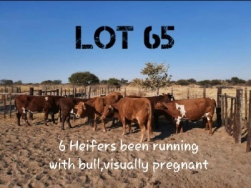 6 X HEIFER COMM VAT(Buy per piece to take the lot)