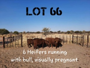 6 X HEIFER COMM VAT(Buy per piece to take the lot)