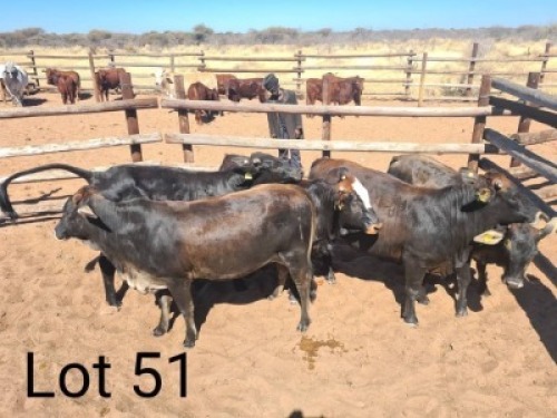5 X HEIFER COMM VAT(Buy per piece to take the lot)