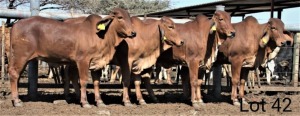 4 X HEIFER BRAH RED NO VAT(Buy per piece to take the lot)