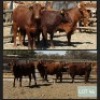 4 X HEIFER BEEFMASTER VAT(Buy per piece to take the lot)