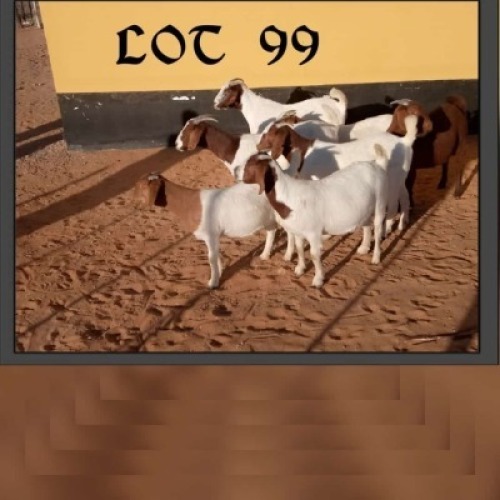 7 X OOI/EWE NO VAT(Buy per piece to take the lot)