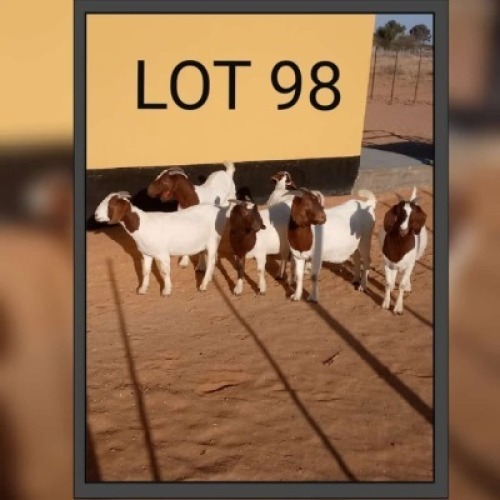 5 X OOI/EWE NO VAT(Buy per piece to take the lot)