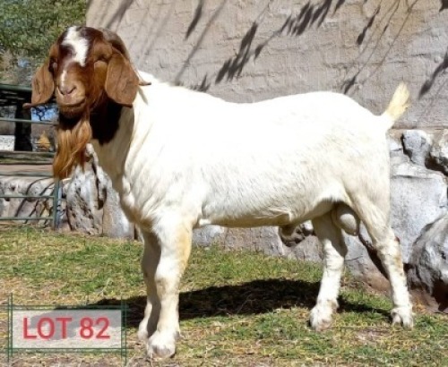 1 X RAM NO VAT