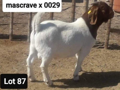 1 X RAM NO VAT