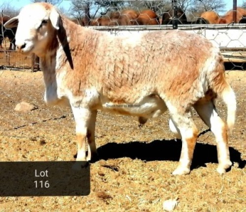 1 X MEATMASTER RAM VAT