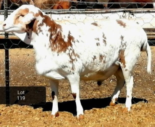 1 X RAM VELDMASTER VAT