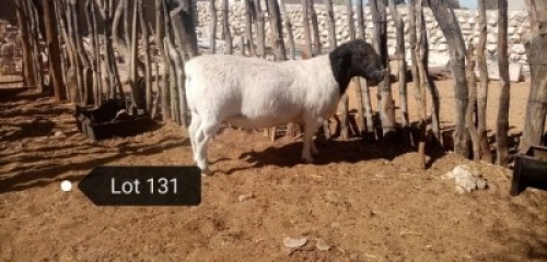 2 X DORPER OOI/EWE NO VAT (Buy per piece to take the lot)