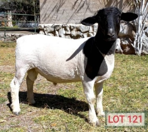 1 X DORPER RAM NO VAT