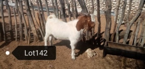 1 X RAM NO VAT