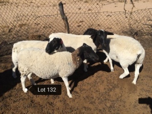 4 X DORPER OOI/EWE NO VAT (Buy per piece to take the lot)