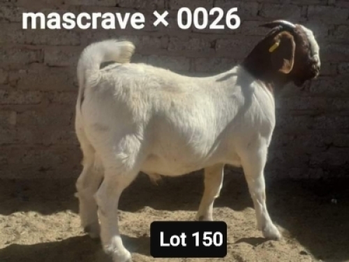 1 X RAM NO VAT