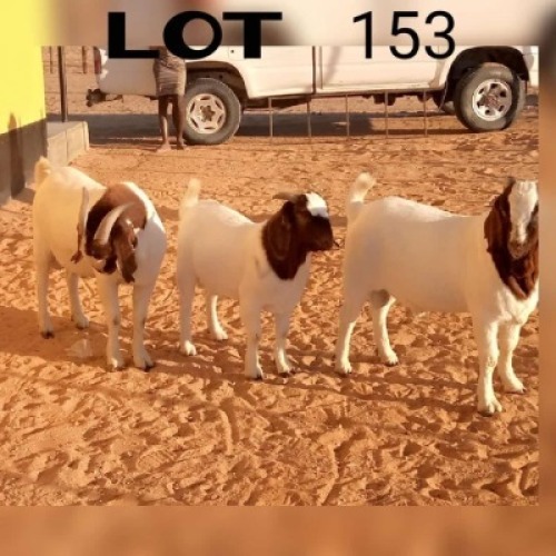 3 X RAM NO VAT(Buy per piece to take the lot)