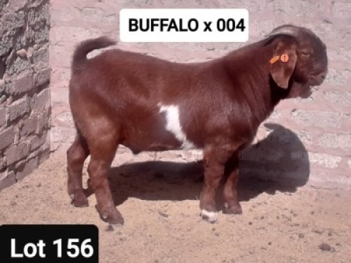 1 X KALAHARI RED RAM NO VAT