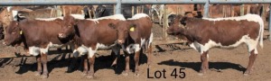 4 X HEIFER PINTZGAUER NO VAT(Buy per piece to take the lot)