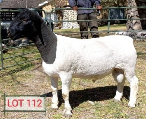 1 X DORPER RAM NO VAT