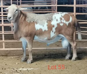 LOT 55 1X MEATMASTER RAM THERONJE MEATMASTERS