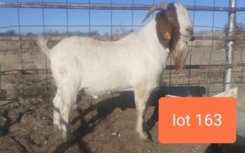 1 X RAM NO VAT