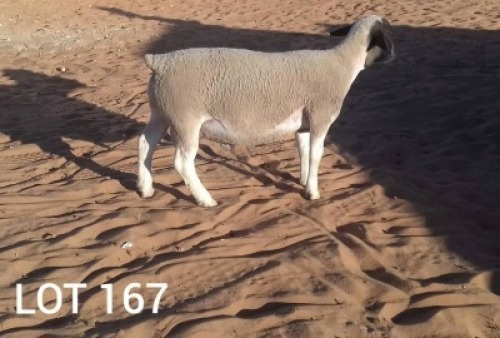 1 X DORPER RAM NO VAT