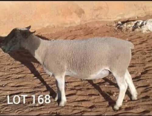 1 X DORPER RAM NO VAT
