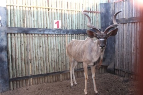 1X KOEDOE/KUDU JENOBLI
