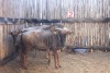 4 X BLOUWILDEBEES/ BLUE WILDEBEEST JENOBLI (PER STUK OM LOT TE NEEM)