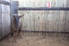 1 X BLOUWILDEBEES/ BLUE WILDEBEEST JENOBLI