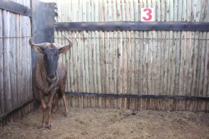 1 X BLOUWILDEBEES/ BLUE WILDEBEEST JENOBLI