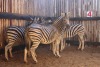 5 X SEBRA/ZEBRA JENOBLI (PER STUK OM LOT TE NEEM)