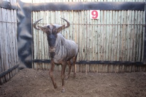 1 X BLOUWILDEBEES/ BLUE WILDEBEEST RIETFONTEIN W/D